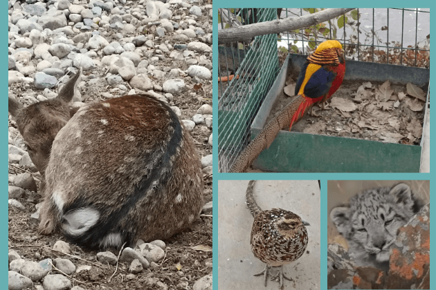 Животные Заилийского Алатау