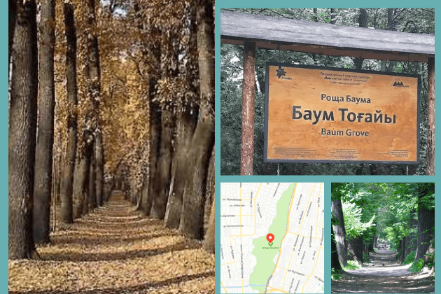 Роща Баума
